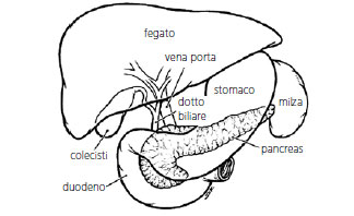 fegato