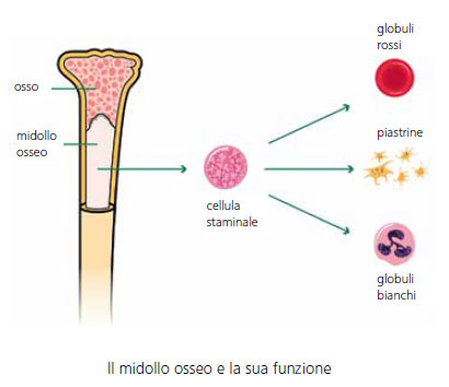 midollo osseo