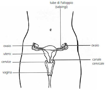 ovaio