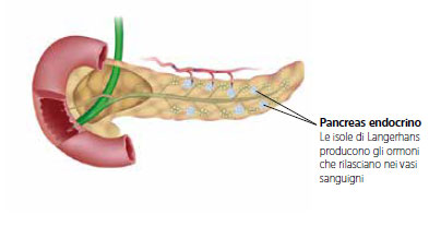 pancreas endocrino