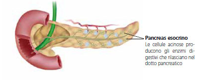 pancreas esocrino
