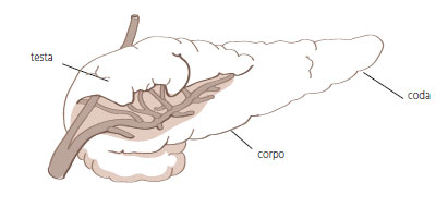 pancreas
