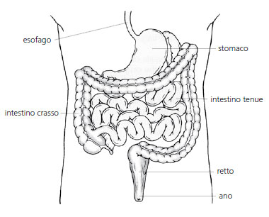 stomaco