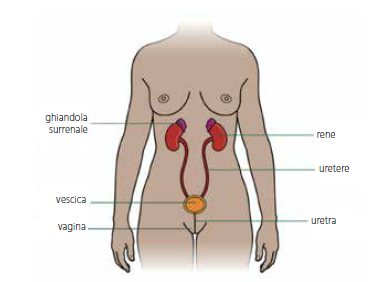 vescica donna